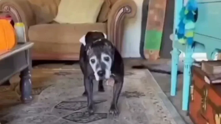 perrito viral