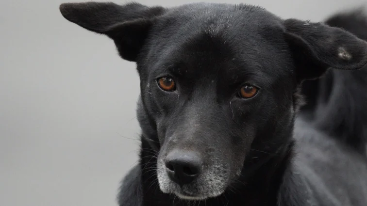 Perrito responde a comandos en español tras no reaccionar al inglés